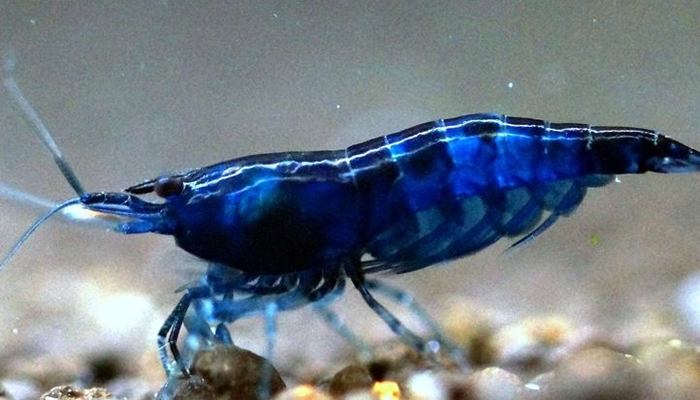 Coachella Valley Aquatics - Premium Tropical Fish Plants and Supply