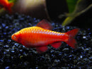 Coachella Valley Aquatics Albino Cherry Barb