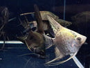 Coachella Valley Aquatics Angelfish Angelfish - Asst MD (2"-2.5") Angelfish - Asst MD (2"-2.5")