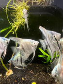 Coachella Valley Aquatics Angelfish Cobalt Blue Angelfish LG (3"-4") Cobalt Blue Angelfish LG (3"-4")