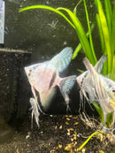 Coachella Valley Aquatics Angelfish Cobalt Blue Angelfish LG (3"-4") Cobalt Blue Angelfish LG (3"-4")