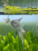 Coachella Valley Aquatics Angelfish Cobalt Blue Angelfish XL (4"-4.5") Cobalt Blue Angelfish XL (4"-4.5")