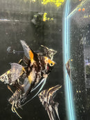 Coachella Valley Aquatics Angelfish Marbled Angelfish LG (3"-3.5") Marbled Angelfish LG (3"-3.5")