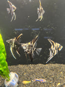 Coachella Valley Aquatics Angelfish Marbled Angelfish LG (3"-3.5") Marbled Angelfish LG (3"-3.5")