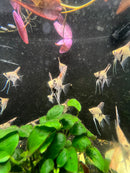 Coachella Valley Aquatics Angelfish Peach Koi Angelfish LG (3"-3.5") Peach Koi Angelfish LG (3"-3.5")