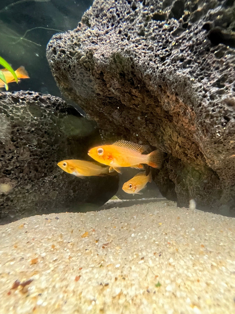 Coachella Valley Aquatics Apisto Apistogramma agassizii - Fire Red Apistogramma agassizii - Fire Red