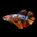 Coachella Valley Aquatics Betta Koi Betta (Female)