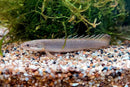 Coachella Valley Aquatics Bichir Senegal Bichir 4"-5"