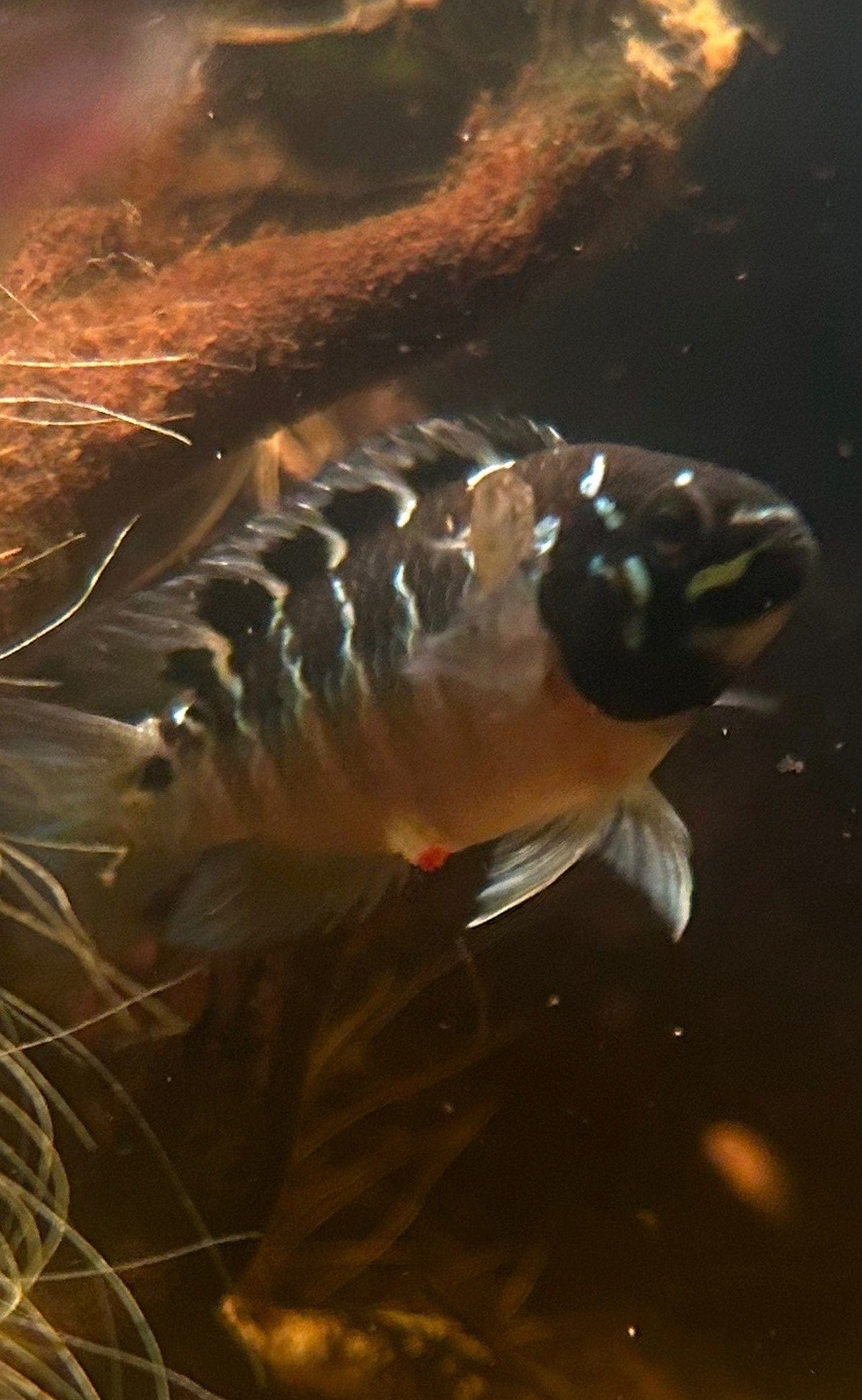 Coachella Valley Aquatics - Premium Tropical Fish Plants and Supply