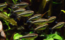 Coachella Valley Aquatics Black Neon Tetra