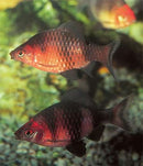 Coachella Valley Aquatics Black Ruby Barb