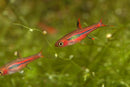 Coachella Valley Aquatics Chili Rasbora