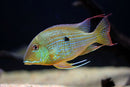 Coachella Valley Aquatics Cichlid Geophagus surinamensis (Red Striped)