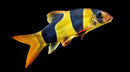 Coachella Valley Aquatics Clown Loach