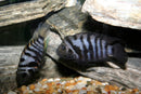 Coachella Valley Aquatics Convict Cichlid 2-3"