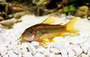 Coachella Valley Aquatics Cory CW010 Orange Laser Corydora (F1) CW010 Orange Laser Corydora (F1)