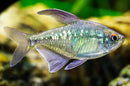 Coachella Valley Aquatics Diamond Tetra