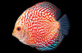 Discus (Assorted Colors 3-3.5