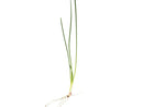 Coachella Valley Aquatics Dwarf Water Onion