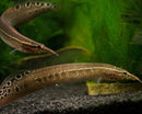 Coachella Valley Aquatics Eel Peacock Eel