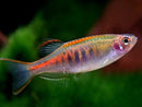 Coachella Valley Aquatics Glowlight Danio