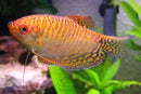 Coachella Valley Aquatics Gold Gourami
