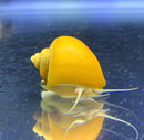 Coachella Valley Aquatics Gold Inca Snail (Gold Mystery Snail)