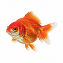 Coachella Valley Aquatics Goldfish Ryukin Goldfish 2"-3" Ryukin Goldfish 2"-3"