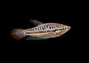 Coachella Valley Aquatics Gourami Sparkling Gourami