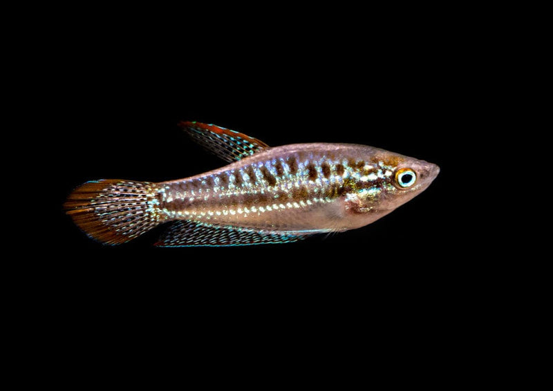 Coachella Valley Aquatics Gourami Sparkling Gourami