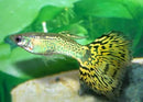 Coachella Valley Aquatics Guppy Cobra Guppy Mixed Colors