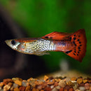 Coachella Valley Aquatics Guppy Cobra Guppy Mixed Colors