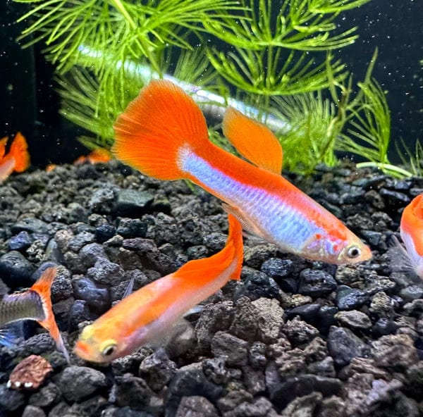 Coachella Valley Aquatics Guppy Red Rainbow Guppy Pairs