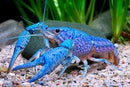 Coachella Valley Aquatics Hammer's Cobalt Lobster (Electric Blue)