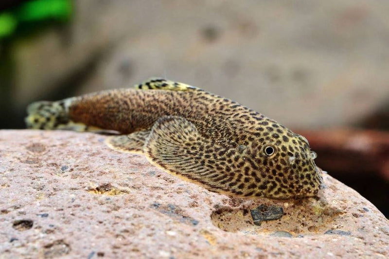 Coachella Valley Aquatics Hillstream Butterfly Hillstream Loach Butterfly Hillstream Loach