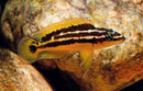 Coachella Valley Aquatics Julidochromis ornatus