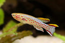 Coachella Valley Aquatics Killi Fish Gardneri Killifish