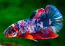 Coachella Valley Aquatics Koi Betta (male)