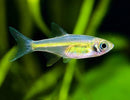 Coachella Valley Aquatics Kubotai Rasbora