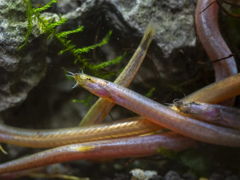 Coachella Valley Aquatics Loach Golden Kuhli Loach