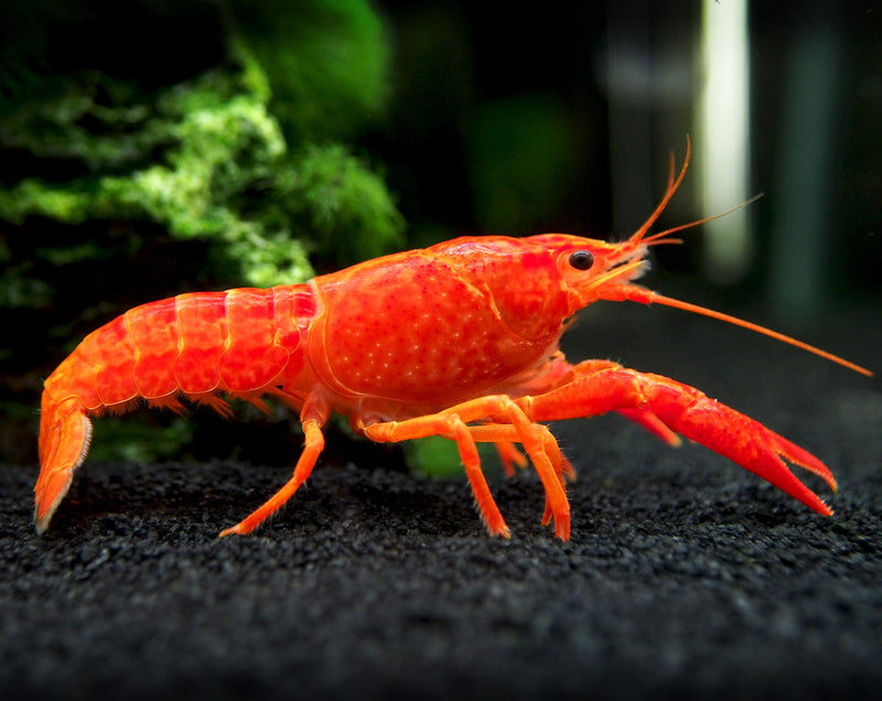 Coachella Valley Aquatics Lobster Neon Orange Lobster