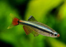 Coachella Valley Aquatics minnow White Cloud Mountain Minnow