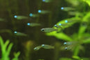 Coachella Valley Aquatics Norman's Lampeye Killifish