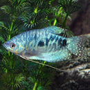 Coachella Valley Aquatics Opaline Gourami