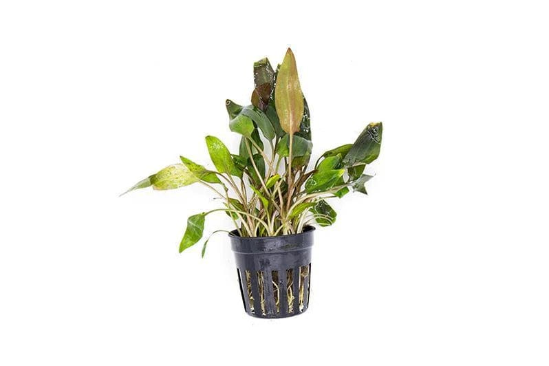 Coachella Valley Aquatics Plant Cryptocoryne walkeri Cryptocoryne walkeri