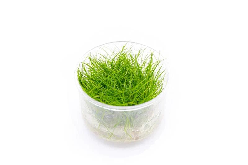 Coachella Valley Aquatics Plant Eleocharis Parvulus Mini - Dwarf Hair Grass - Tissue Culture