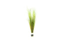 Coachella Valley Aquatics Plant Elocharis Vivipara (Umbrella Hair Grass) Elocharis Vivipara (Umbrella Hair Grass)