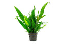 Coachella Valley Aquatics Plant Java Fern Mother Pot