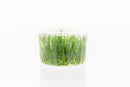 Coachella Valley Aquatics Plant Lilaeopsis Mauritiana - Tissue Culture