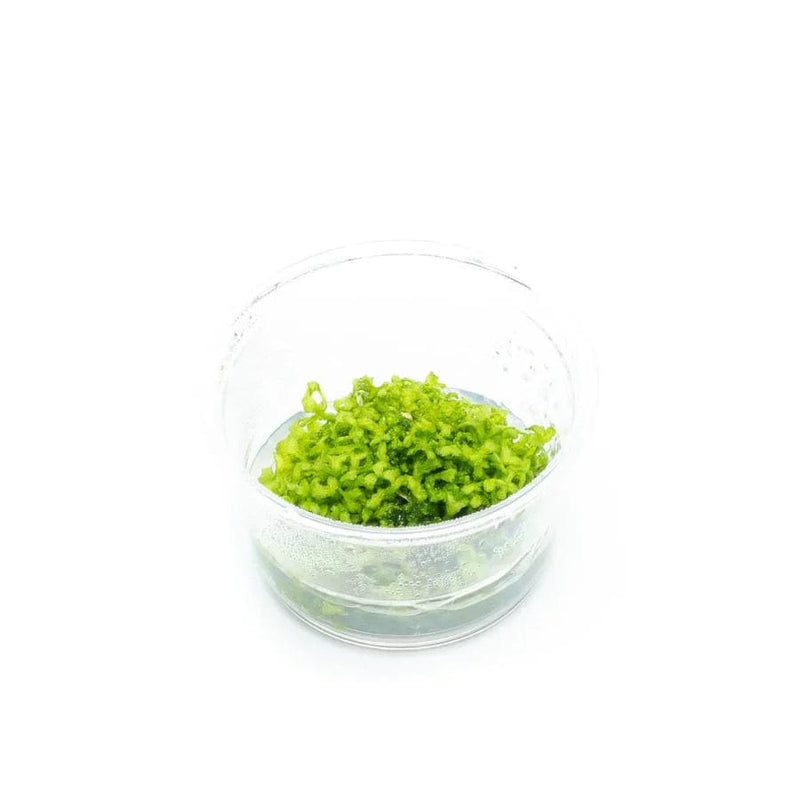 Coachella Valley Aquatics Plant Riccia Fluitans - Tissue Culture